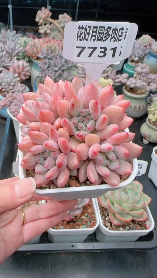 【闪购商品】7731赛达尔殿下