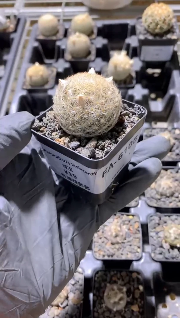 【闪购商品】姬玉FA-6105