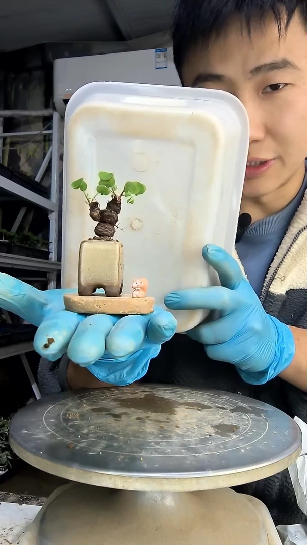 有*讷中青园艺一物一拍花41