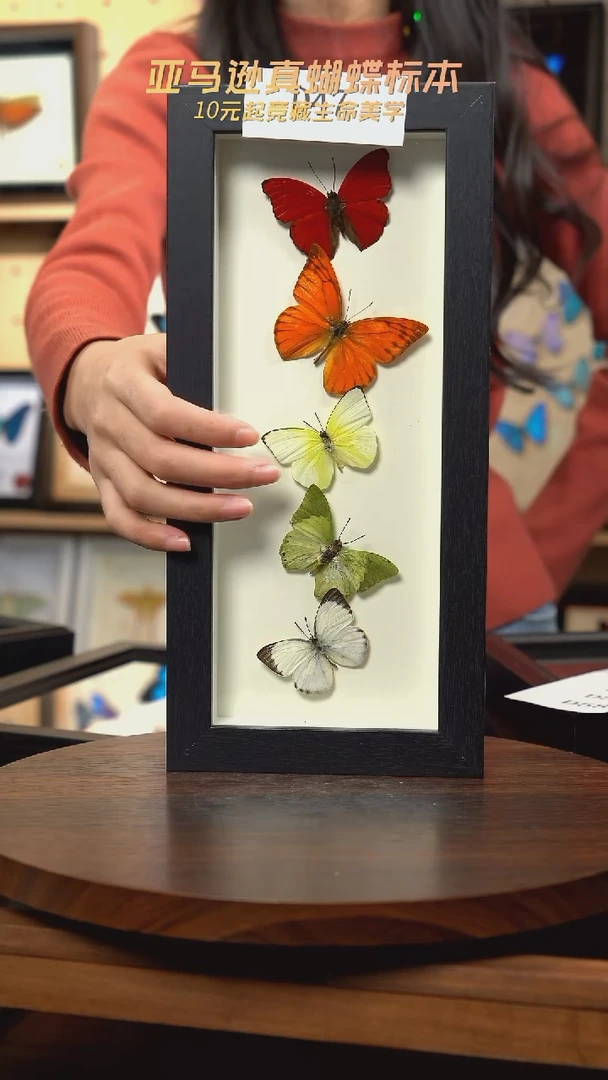 蝴蝶标本摆件竞拍d47
