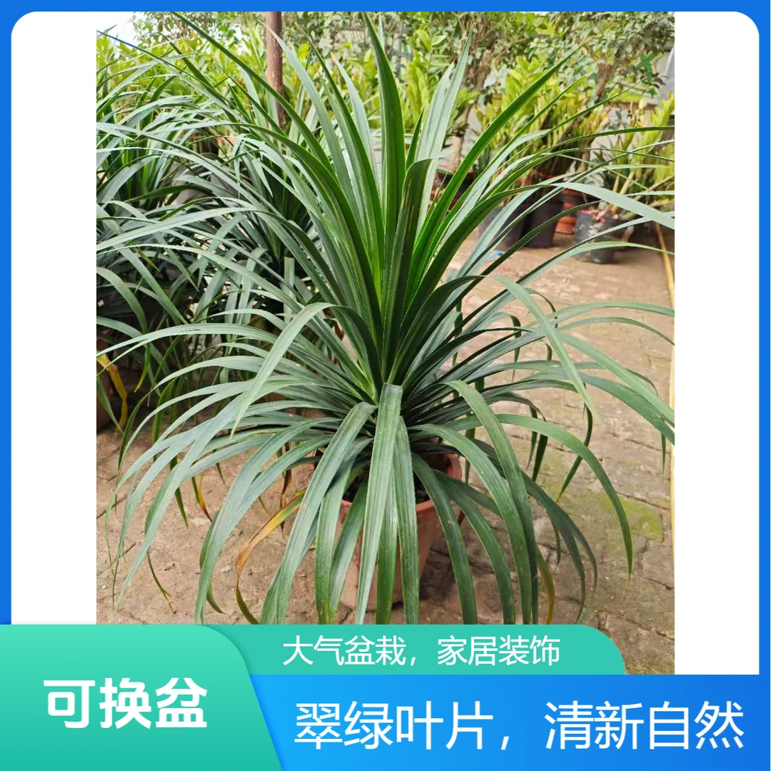 【龙血树】室内客厅中型绿植多头龙须树盆栽龙铁龙血树花卉盆景阳台