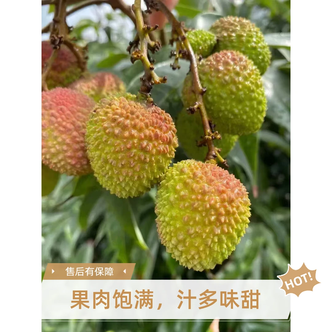 (包邮)云南屏边荔枝妃子笑核小肉厚清甜多汁