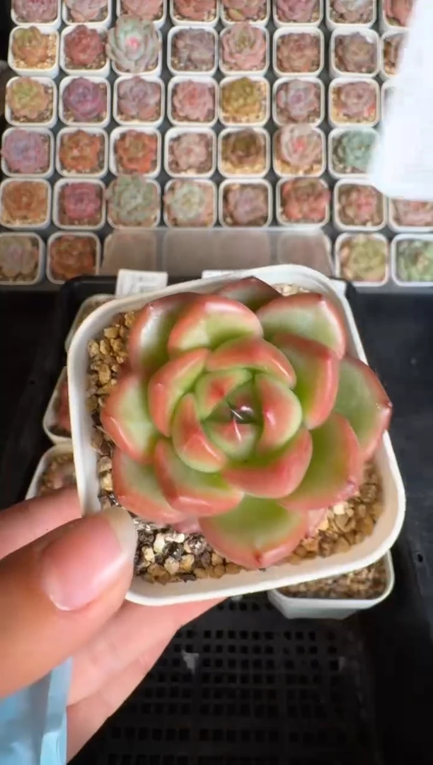 489Y 珍妮多肉(6.5cm杯）一物一拍 带盆土发