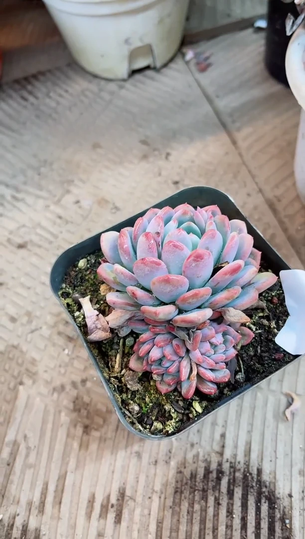 【闪购商品】14041