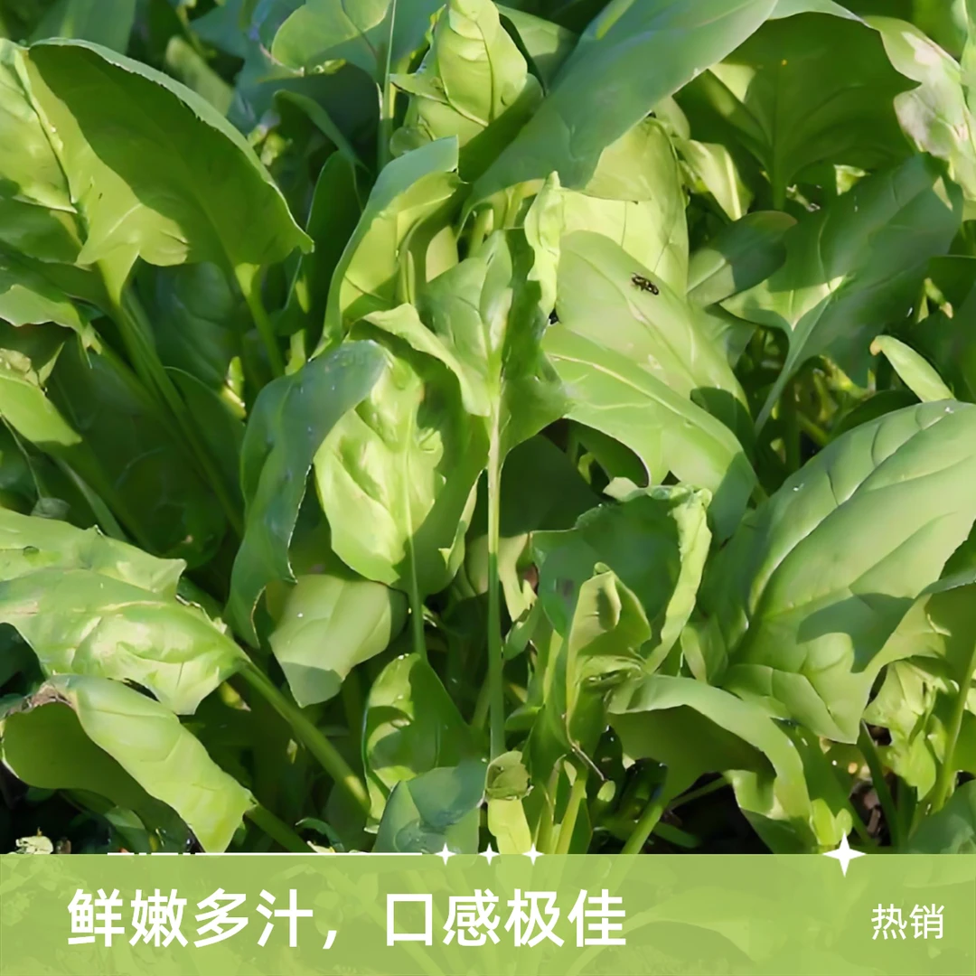 【配送到家】新鲜菠菜约200g