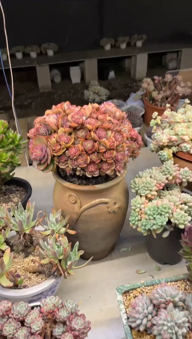 【闪购商品】1-274秀妍