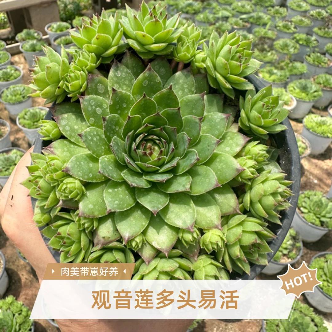 观音莲多肉植物多头群生带崽室内阳台办公室好养盆栽