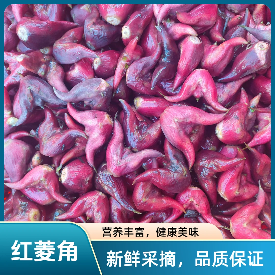 湖北农家新鲜风干红菱角青菱角蒸炒煲汤清香粉糯带壳生菱角老菱角