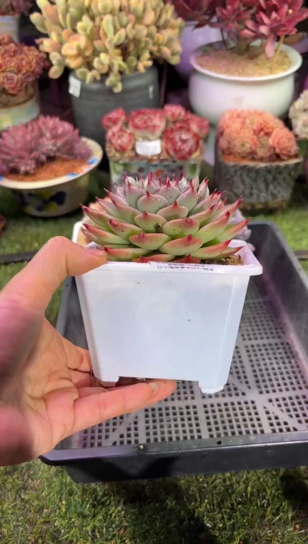 【闪购商品】03943