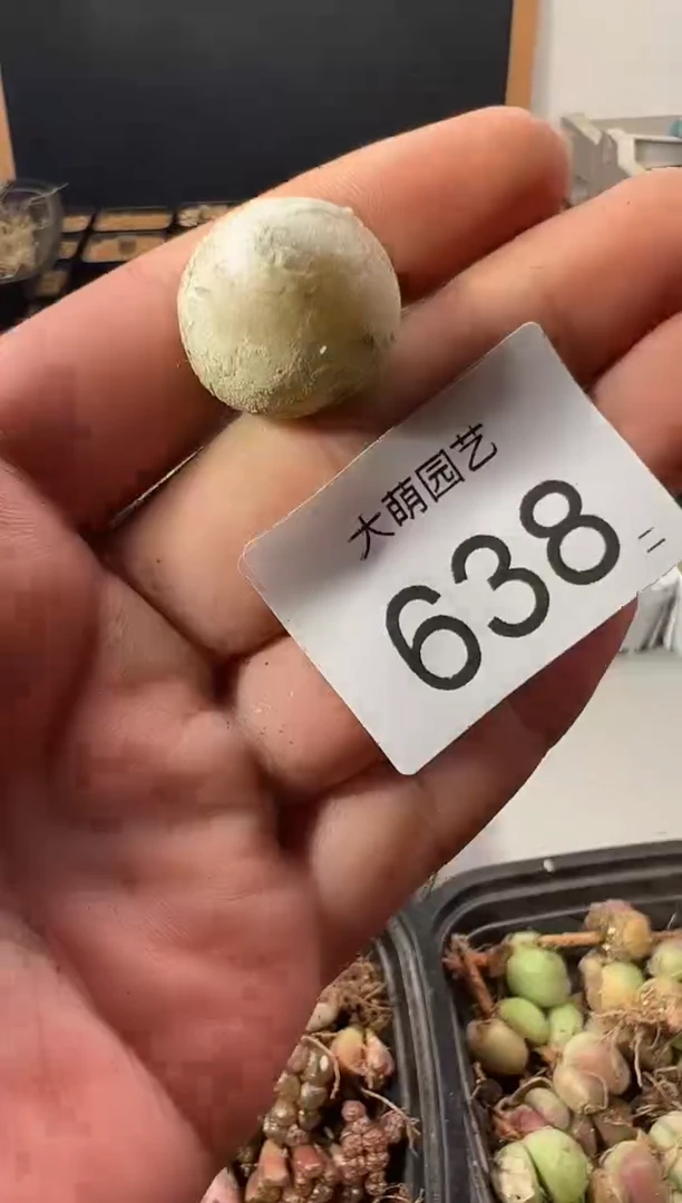 638量拍大灯泡1颗   尺寸不低于2.0