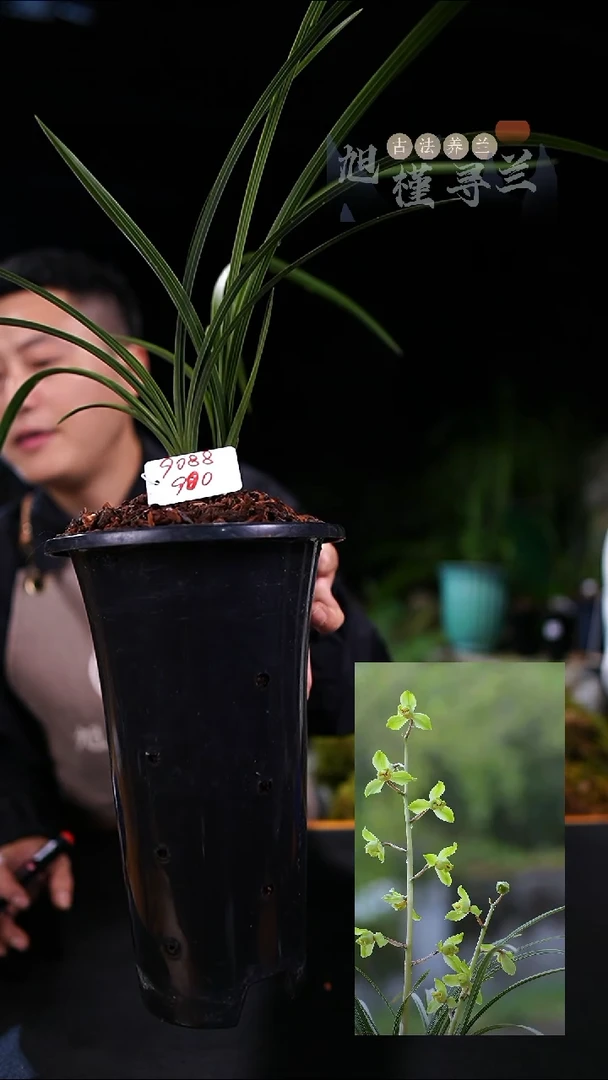 完全开放抖*章熙义仙（子母两苗带花苞)