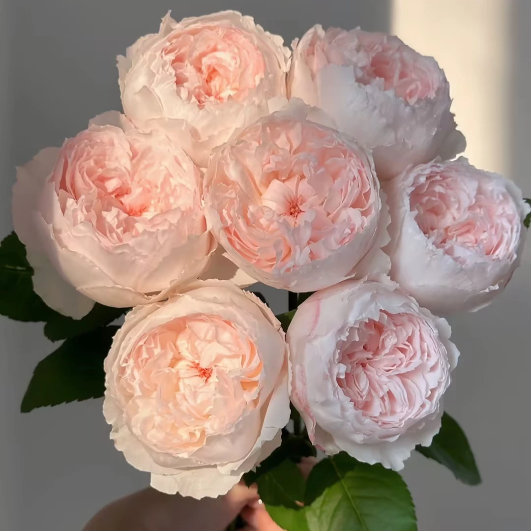 【一品花集】【可爱瓷】-单头玫瑰 云南昆明基地直发家用鲜花