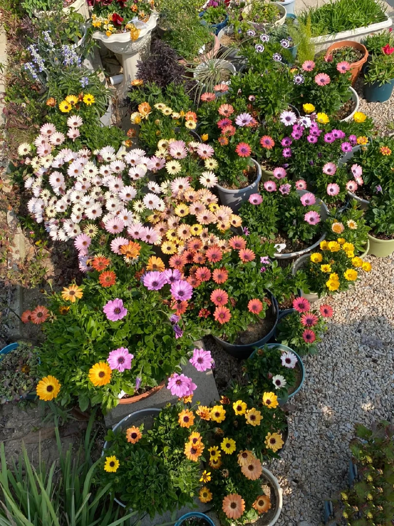 【南非万寿菊】盆栽阳台庭院花园多季节开花花量