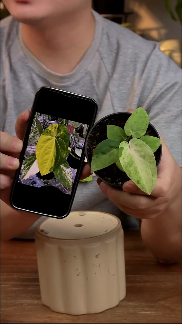不开花植物Papi鸡锦（片片带锦）