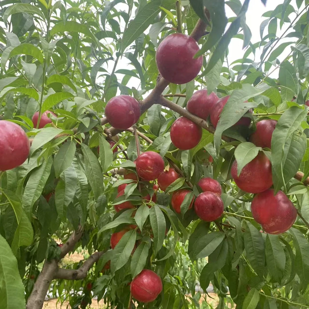 枣油桃8号果树研究所小油桃