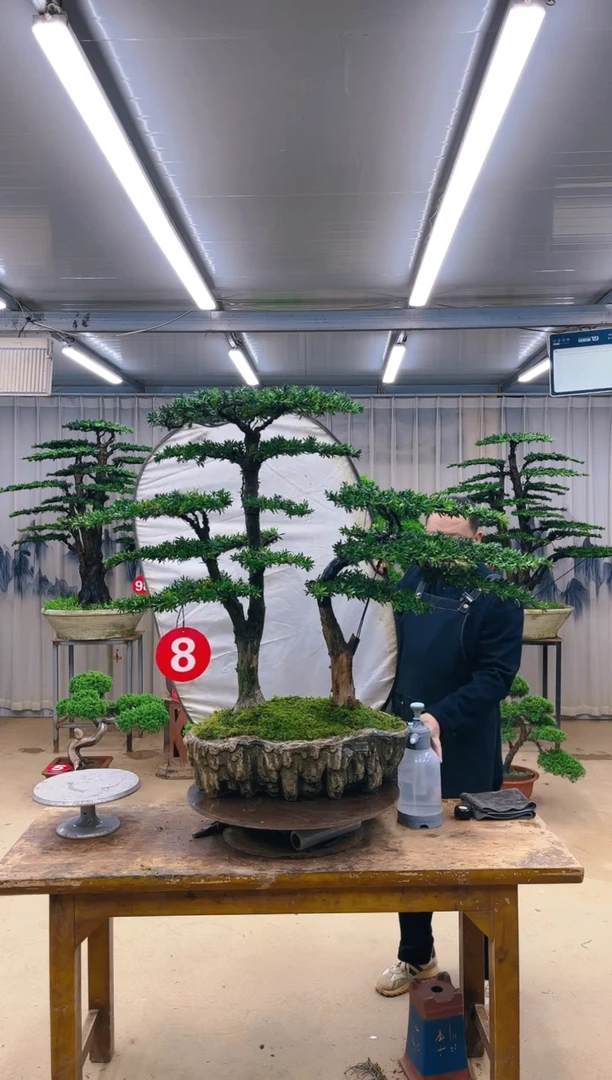 无花朵精品盆景 一物一拍