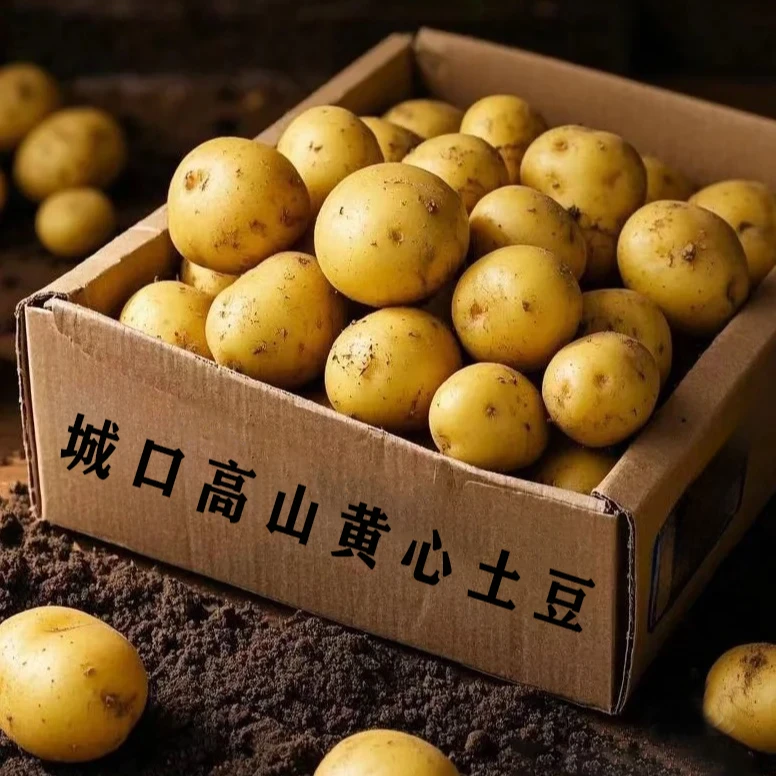 正宗城口现挖新鲜黄皮小土豆沙糯粉面蔬菜马铃薯