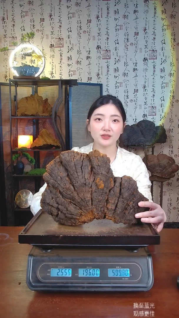 松针层孔菌中国大陆【藏区 野生】松树桑黄（3.56斤）40-50年份