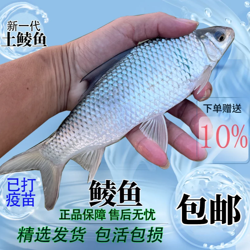 土鲮鱼苗批发淡水食用养殖白鲮鱼活鱼土凌鱼饵料鲮鱼鱼苗