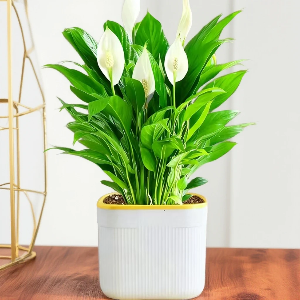 一帆风顺年宵花卉绿植物盆栽水培白掌室内客厅摆放耐寒冷净老张