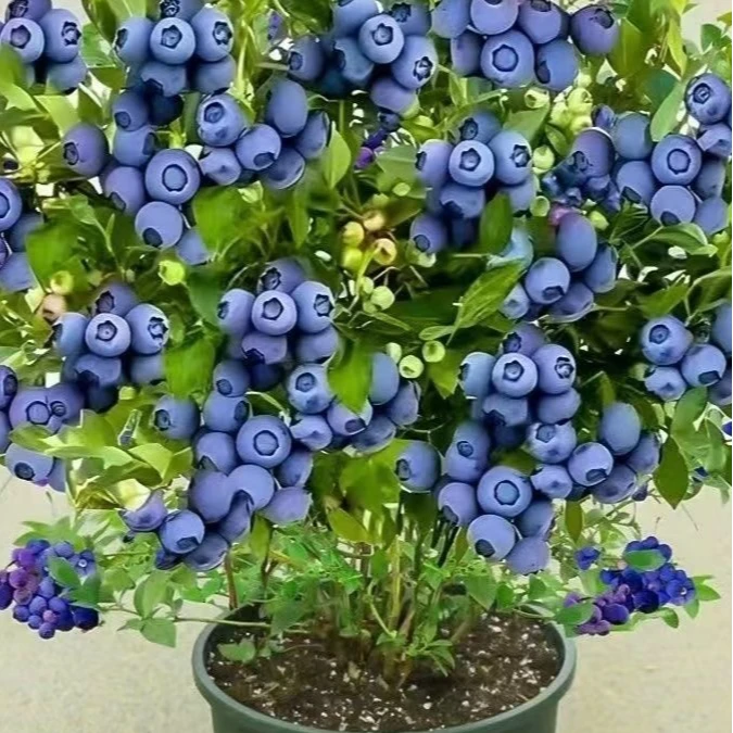正宗F6蓝莓果树大苗60-70高带花带果适合南北方种植阳台室内种植