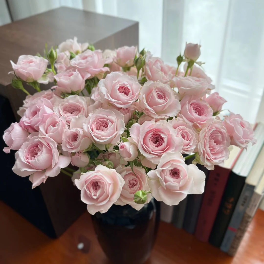 【仙子之吻泡泡】高等级玫瑰/全场1单送货上门（2单升级顺丰包邮）