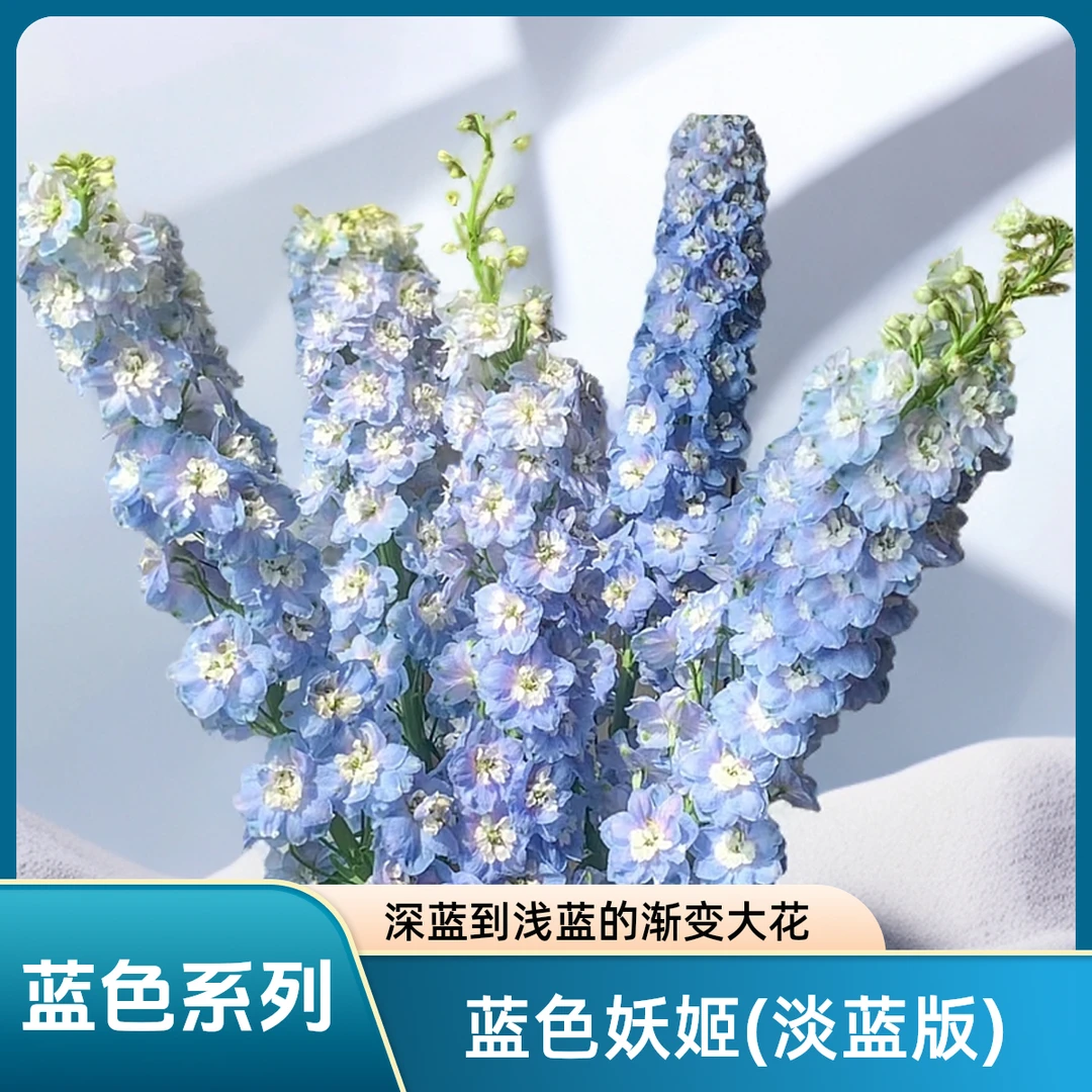 【AAA级淡蓝色妖姬大飞燕】浅蓝渐变色带来的清爽感，花苞大杆子长粗