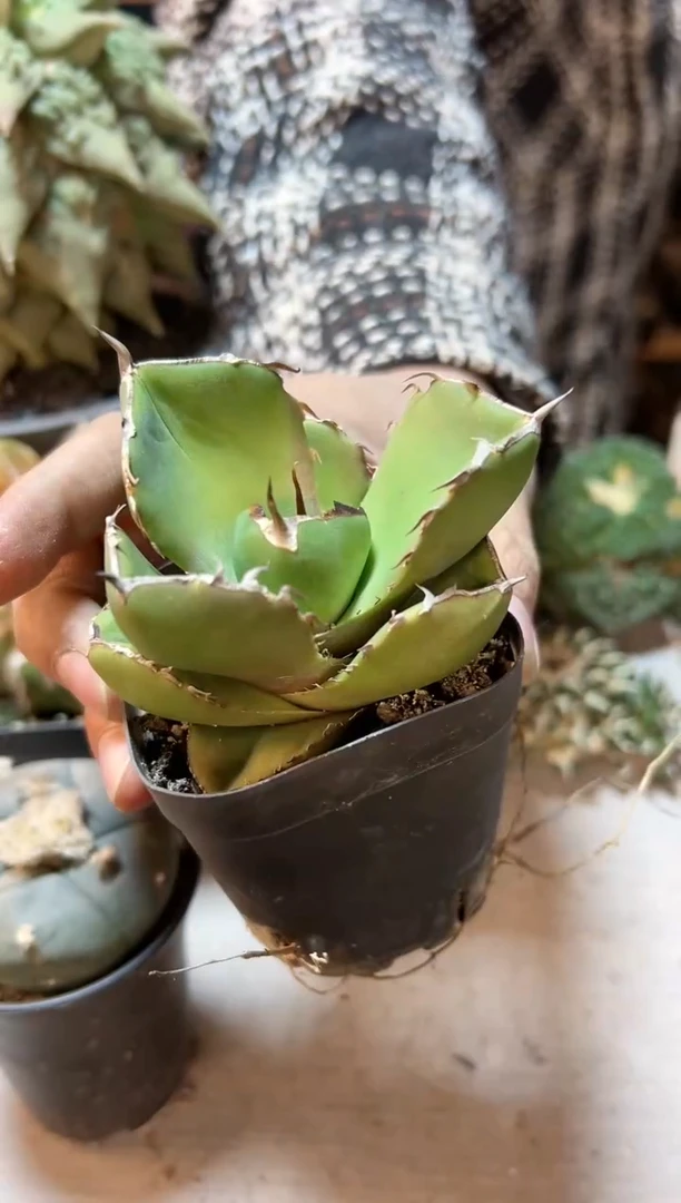 【闪购商品】晚13号圣剑7.6公分