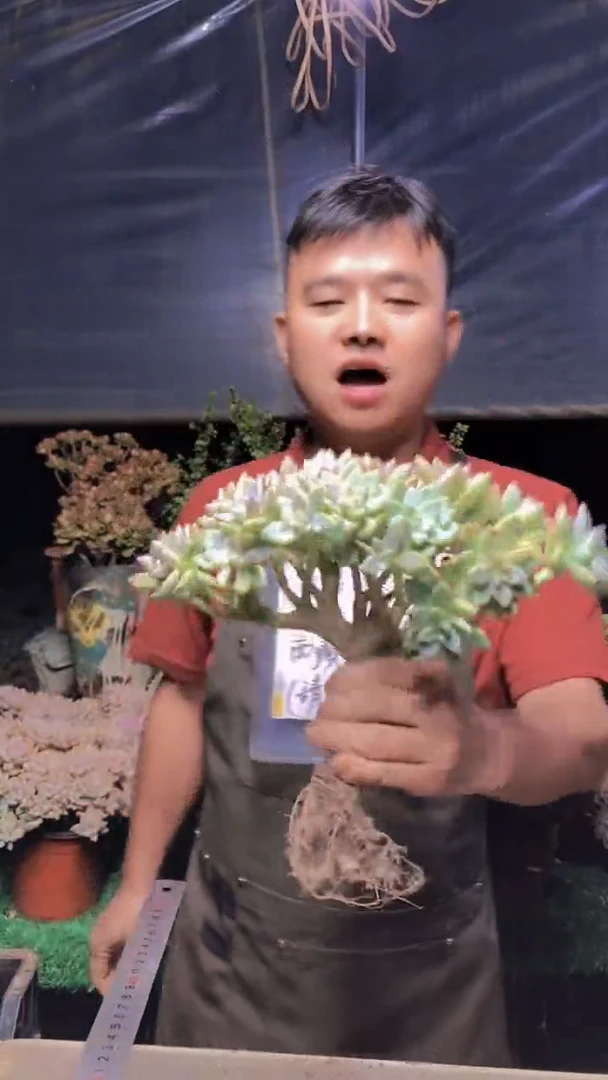 195淡雪缀化一物一拍