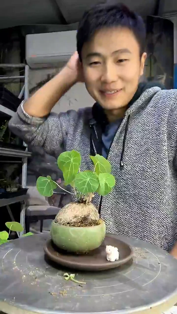 开****草中青园艺一物一拍452