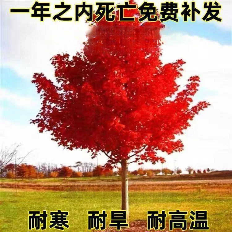 【】稀有名贵红叶银杏树苗黄叶金叶树小苗南北方庭院耐寒耐旱