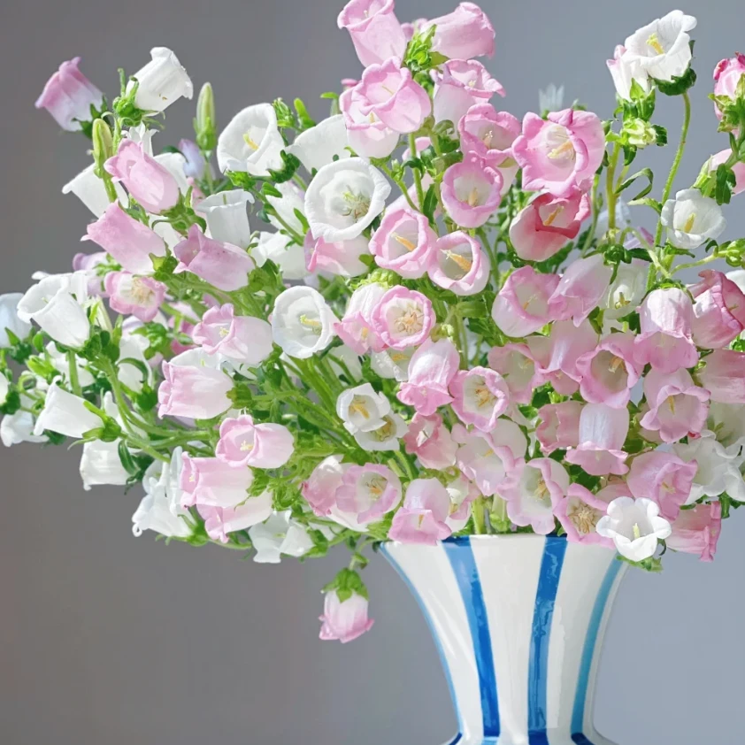 1单【顺丰】包邮[AA级风铃]云南基地直发零度以下需要拍保温棉