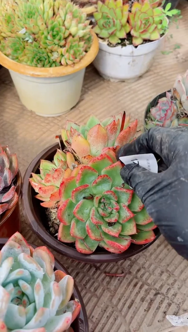 帅**猪植物一物一拍17238