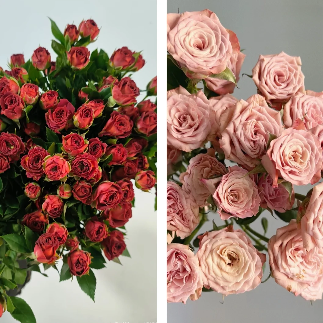 【轻奢下午茶】宠粉专属组合 巧克力泡泡10支+卡布奇诺玫瑰10支