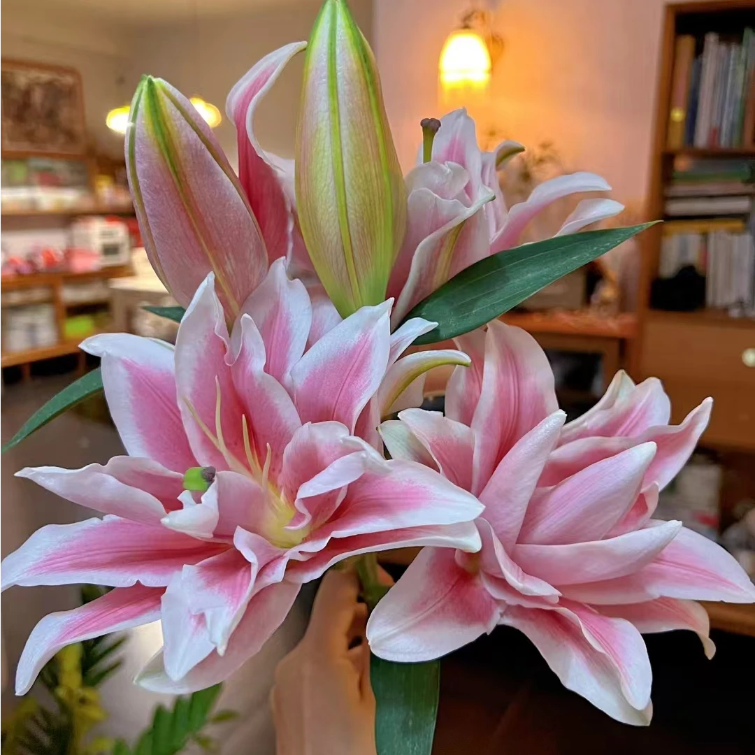 （火星之约）香水百合东北鲜花鲜些话养护家居原产地顺丰包邮