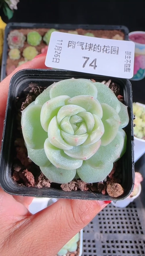 1126-74冰心27群生不包整