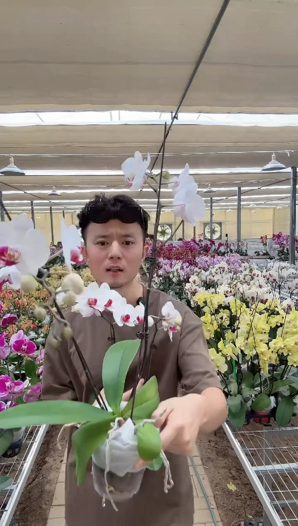 大部分开放少量花苞哈利法克斯 蝴蝶兰 双花剑 一颗