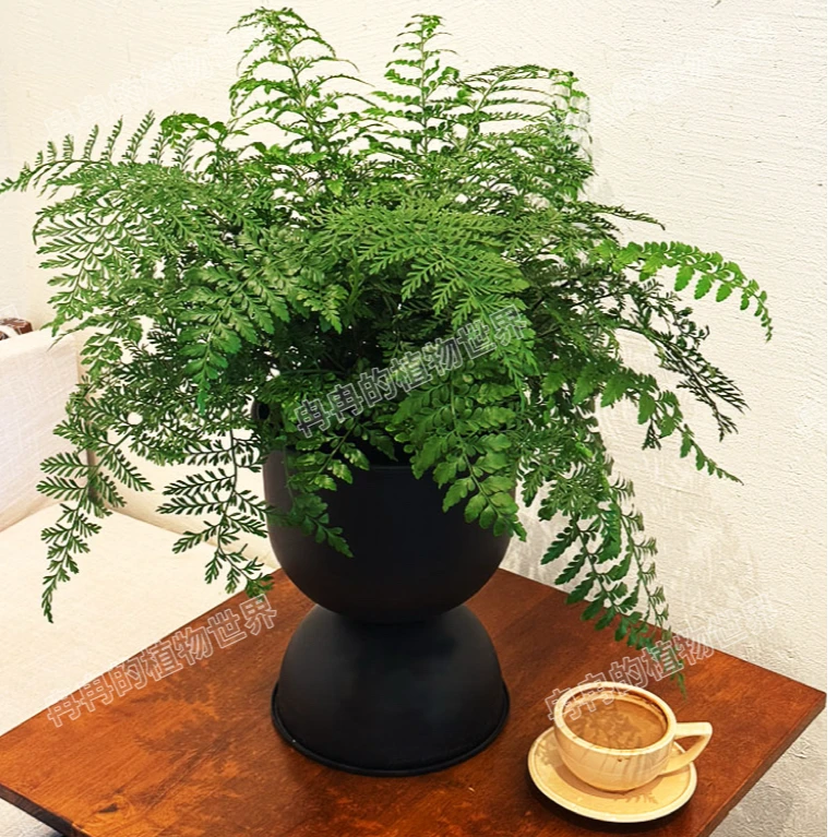 超大号吉姆蕨室内好养基地原盆耐阴绿植盆栽好养四季常青观叶植物