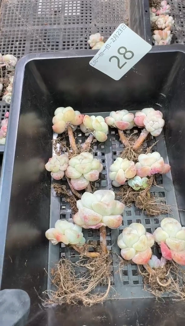 【闪购商品】28号到手2棵-江北多肉