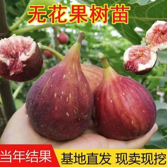 支持一物一拍 精品无花果树苗 青皮 紫果  芭劳奈等 基地直发