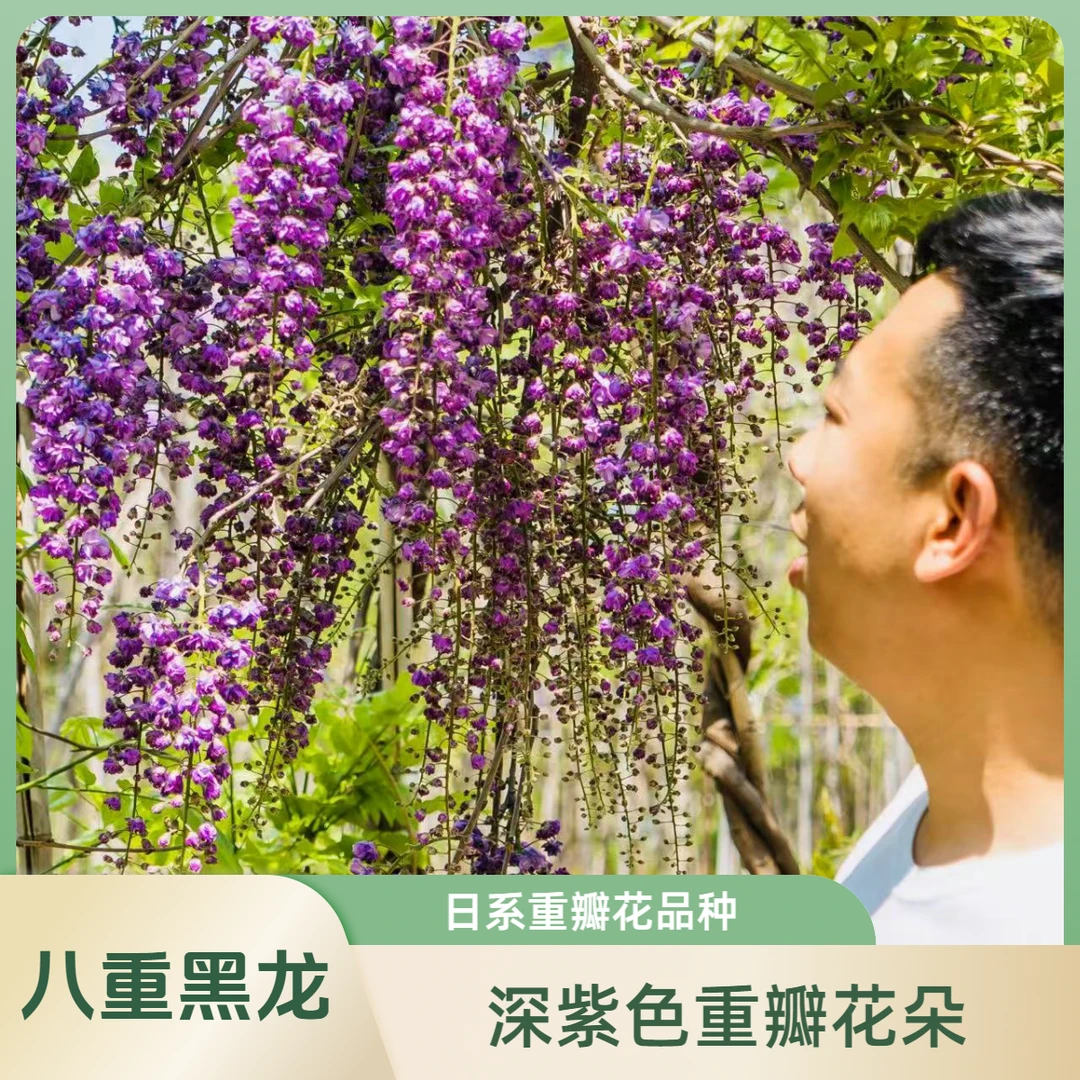 AM日系八重黑龙重瓣长穗花紫藤  多花紫藤基地直发（直播间福利）