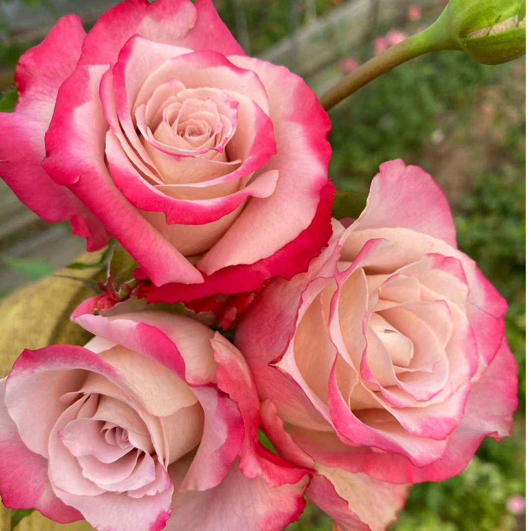 【3颗包邮】南烟月季苗进口切花玫瑰庭院阳台盆栽四季开花