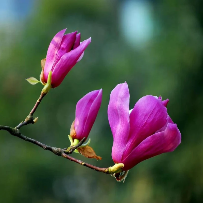 玉兰树苗盆栽地栽玉兰白玉兰红玉兰紫玉兰黄玉兰