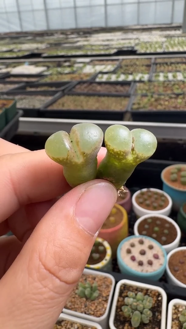 【闪购商品】22-29.