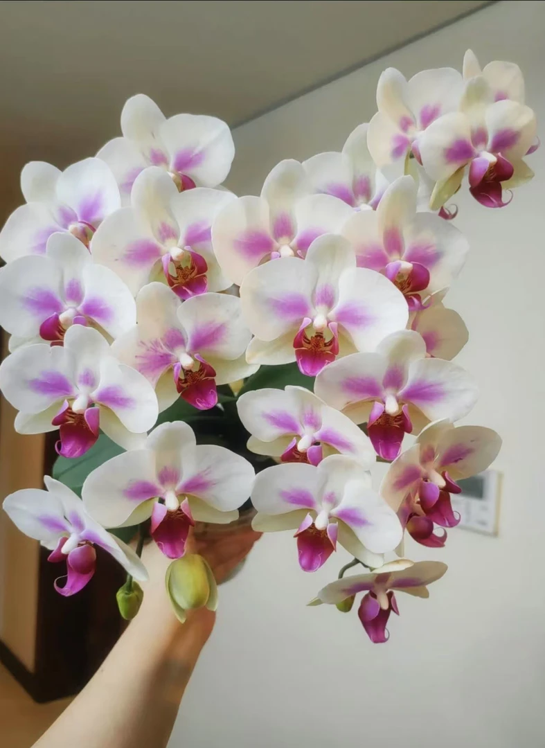 珠光花瓣 带香味 2个花剑 【雪媚娘】蜡质花 花球7个月以上爆花品种