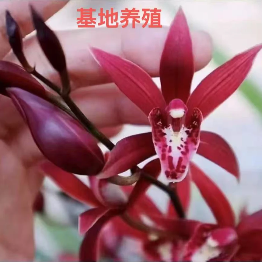 美好生活【兰花红香妃】8花起年宵花浓香长花期耐寒室内室外好养