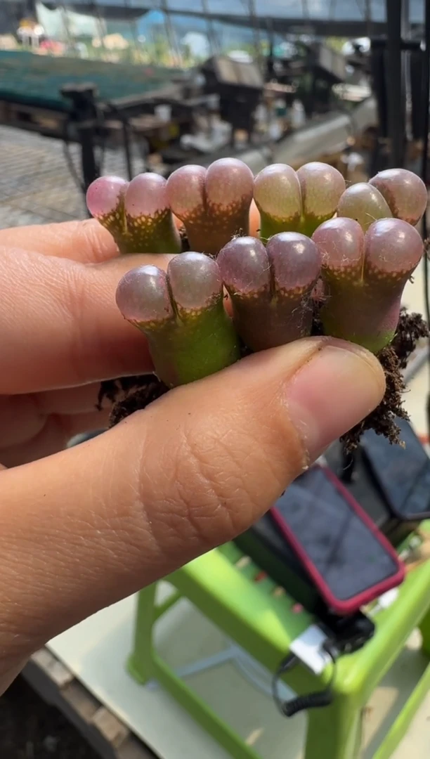 疯狂的多肉石头821一颗