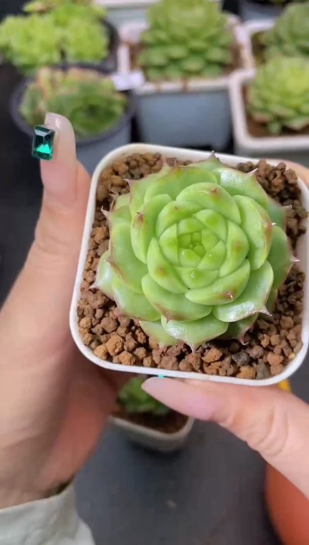 331新玉玲珑量拍发一颗