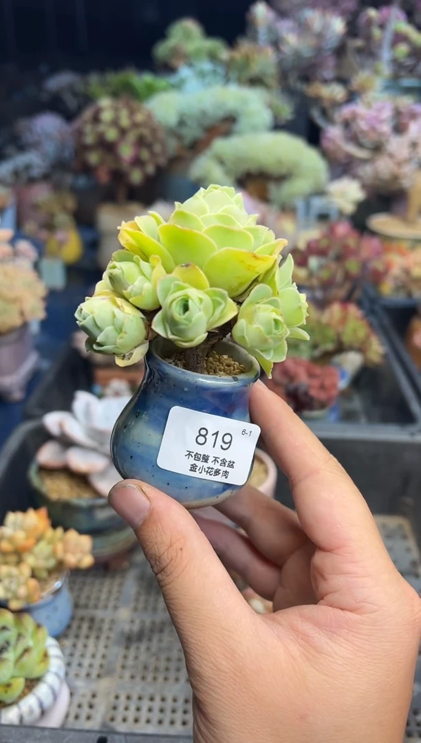 小***鱼819          不带盆