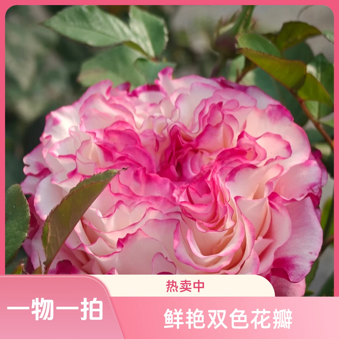 【花友坊】一物一拍直播间月季花苗